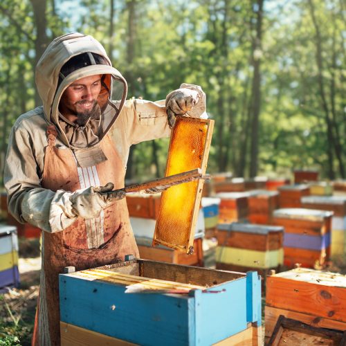 The beekeeper uses a bee brush. The process of harvest honey in apiary.